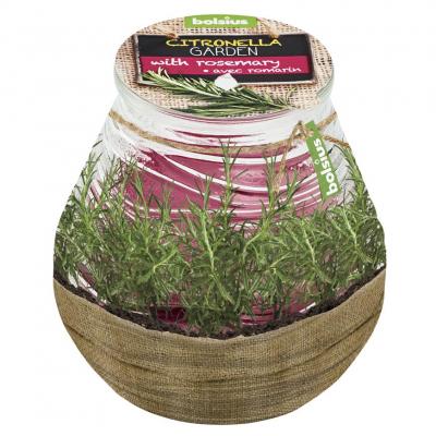 Candle bolsius Teracce Citronella, 94/91 mm, rosemary