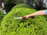 Scissors Worcraft CGS-S20LiC ShareSYS, 20V Li-Ion, garden, for grass, 2in1