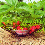 Strawberry underlay mat, plastic, 33cm, pack. 10 ks
